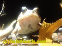 /home//u458753944/public_html/sourcegallery//////////McKaig Nature Center/2024-09-27/P9271596.JPG
